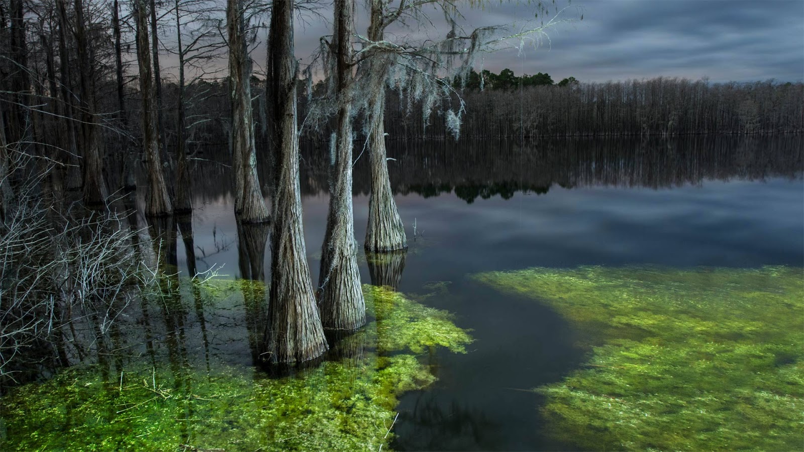 Pine Log State Forest, Florida © plainpicture/Cavan Images