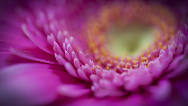 Gerbera Pink Petals