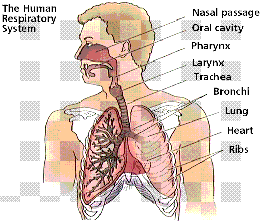 circulatory system. circulatory system for kids