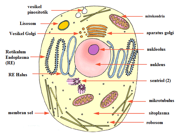  struktur  dan  fungsi organel sel  tumbuhan  hewan  lengkap 