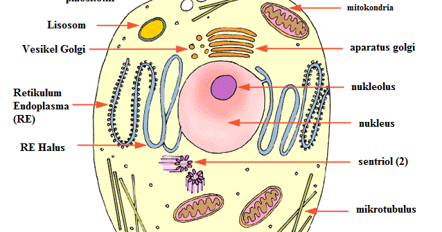 struktur dan fungsi organel sel  tumbuhan hewan  lengkap 