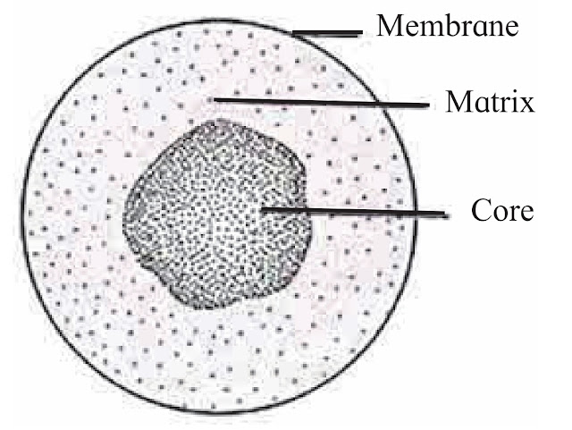 Components of Eukaryotic cell