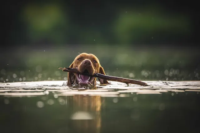 4. Some dogs are excellent swimmers