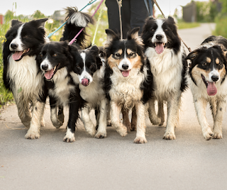 close up of 6 border collie dogs walking towards the camera
