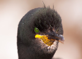 Shag - Farne Islands, Northumberland