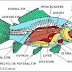 Sistem Ekskresi pada Ikan