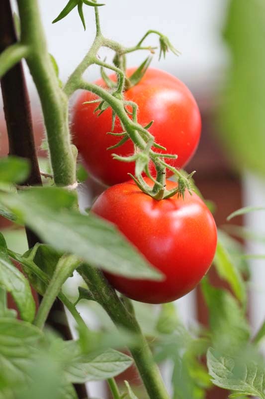 http://meinbalkon.blogspot.de/2013/05/paprika-und-tomaten.html