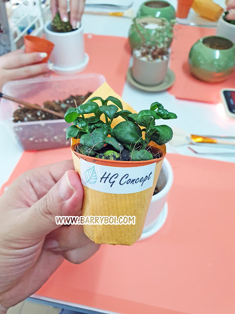 HG Concept Penang Nursery Plant DIY WOrkshop Penang Blogger Blog Influencer