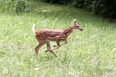 whitetail deer fawn