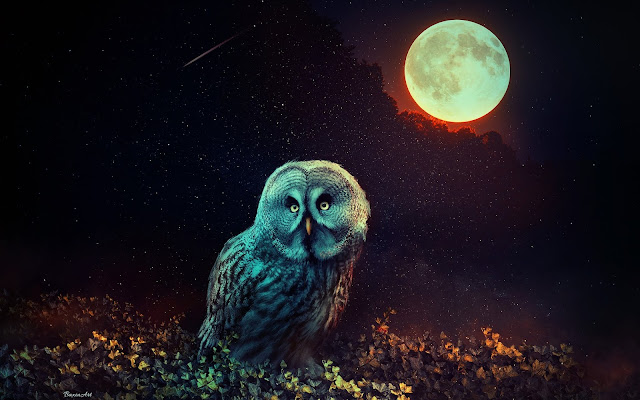 Owl Night Full Moon Wallpaper