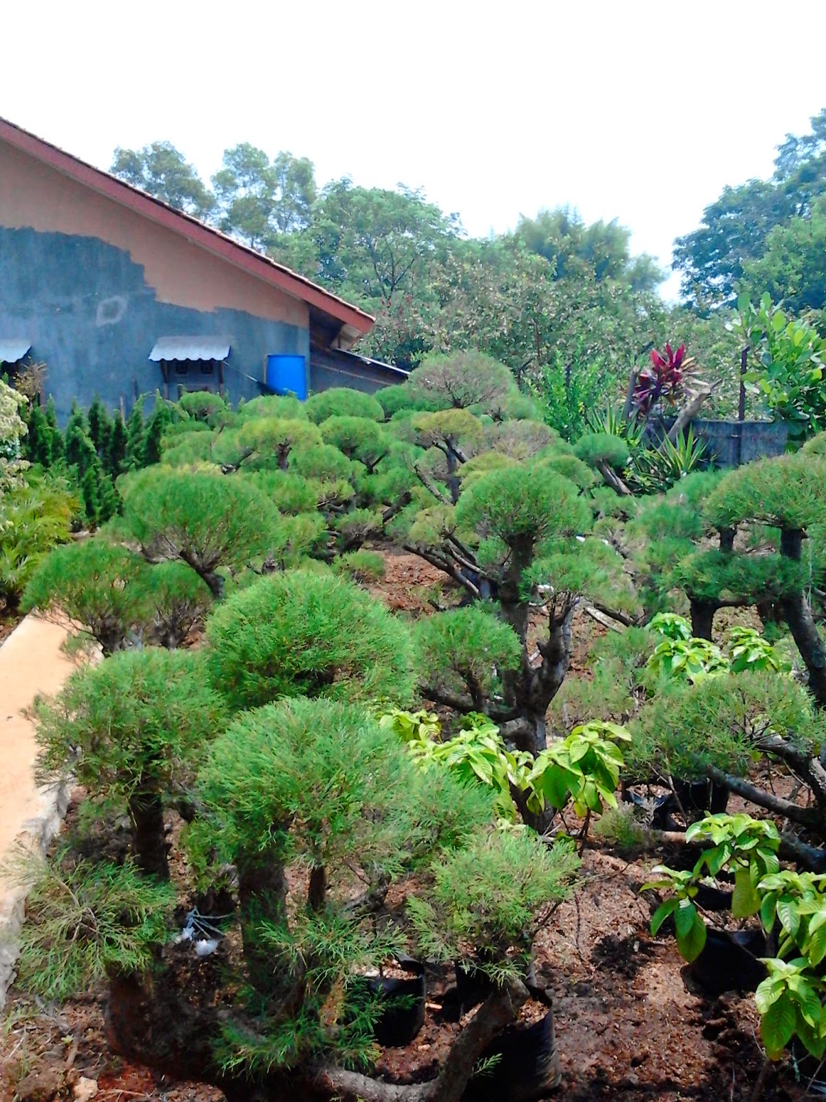 Jual Bonsai Cemara Udang Tukang Taman Minimalis