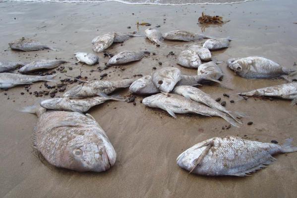 thousands of dead fish,