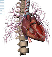 Thorax