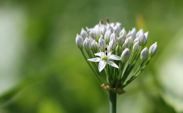 Garlic Chives Flowers Pictures
