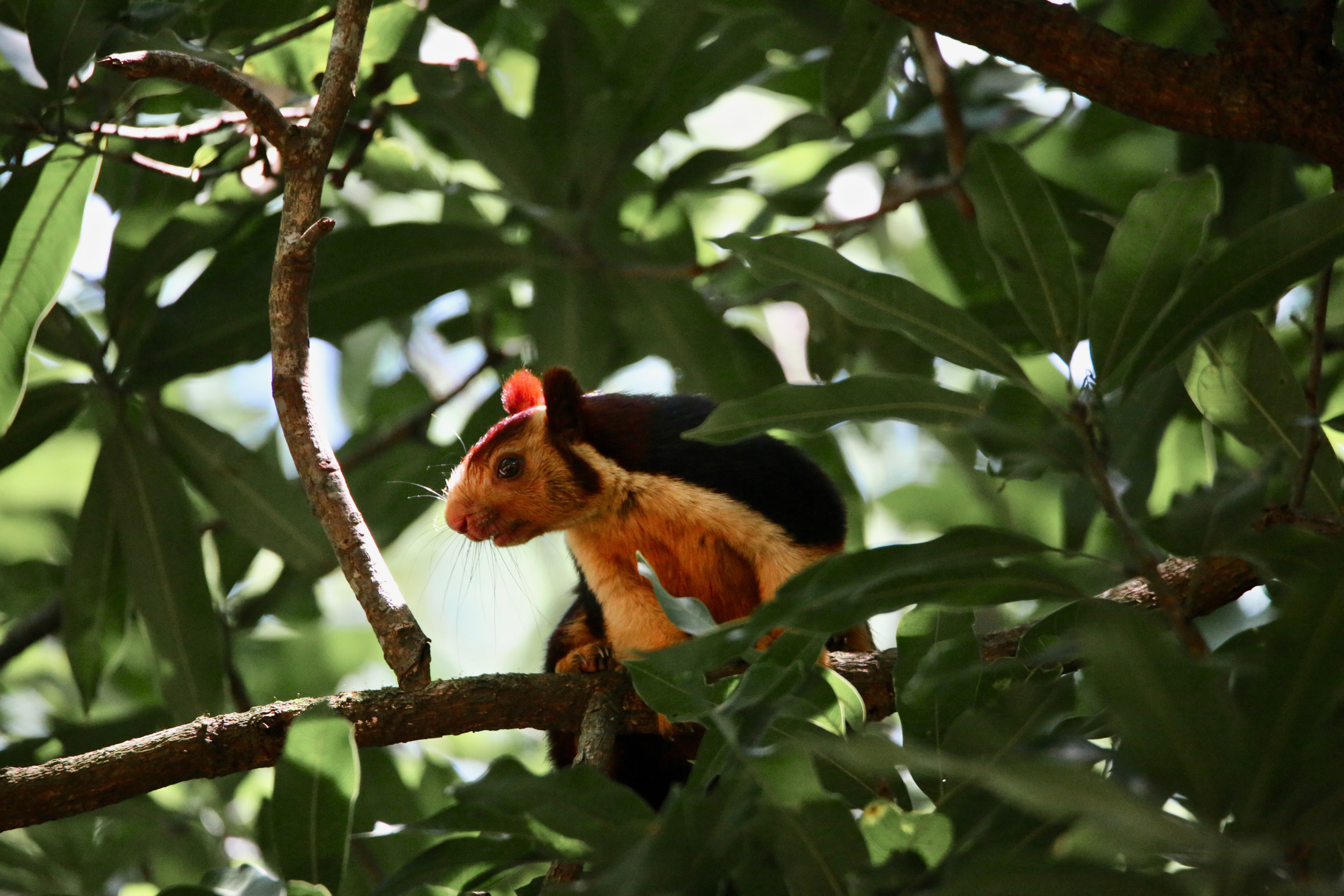 Indian Giant Squirrel images