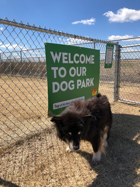 dog park