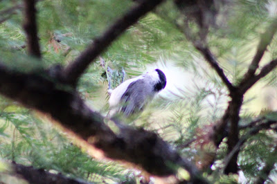 Carolina Chickadee