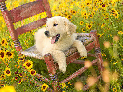 Perrito descansando entre las flores del campo