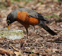 Robin Birds Nest