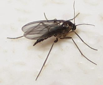 All About Fungus Gnats: Gardening