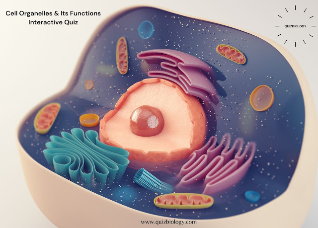 Cell Organelles and its Function Interactive Quiz