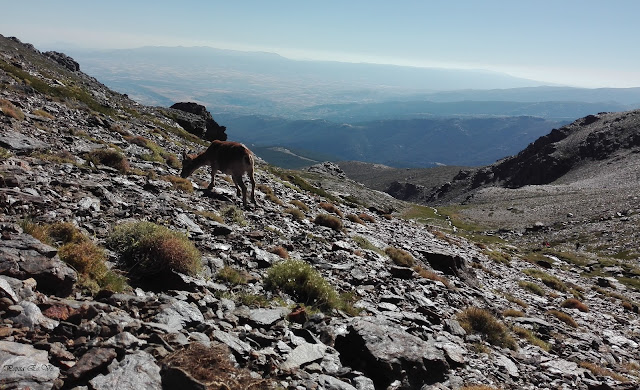 Picón,Sierra Nevada