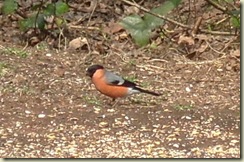 bullfinch