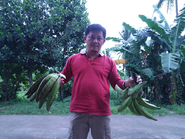 pisang tanduk