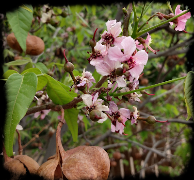 Mexican buckeye new mexico