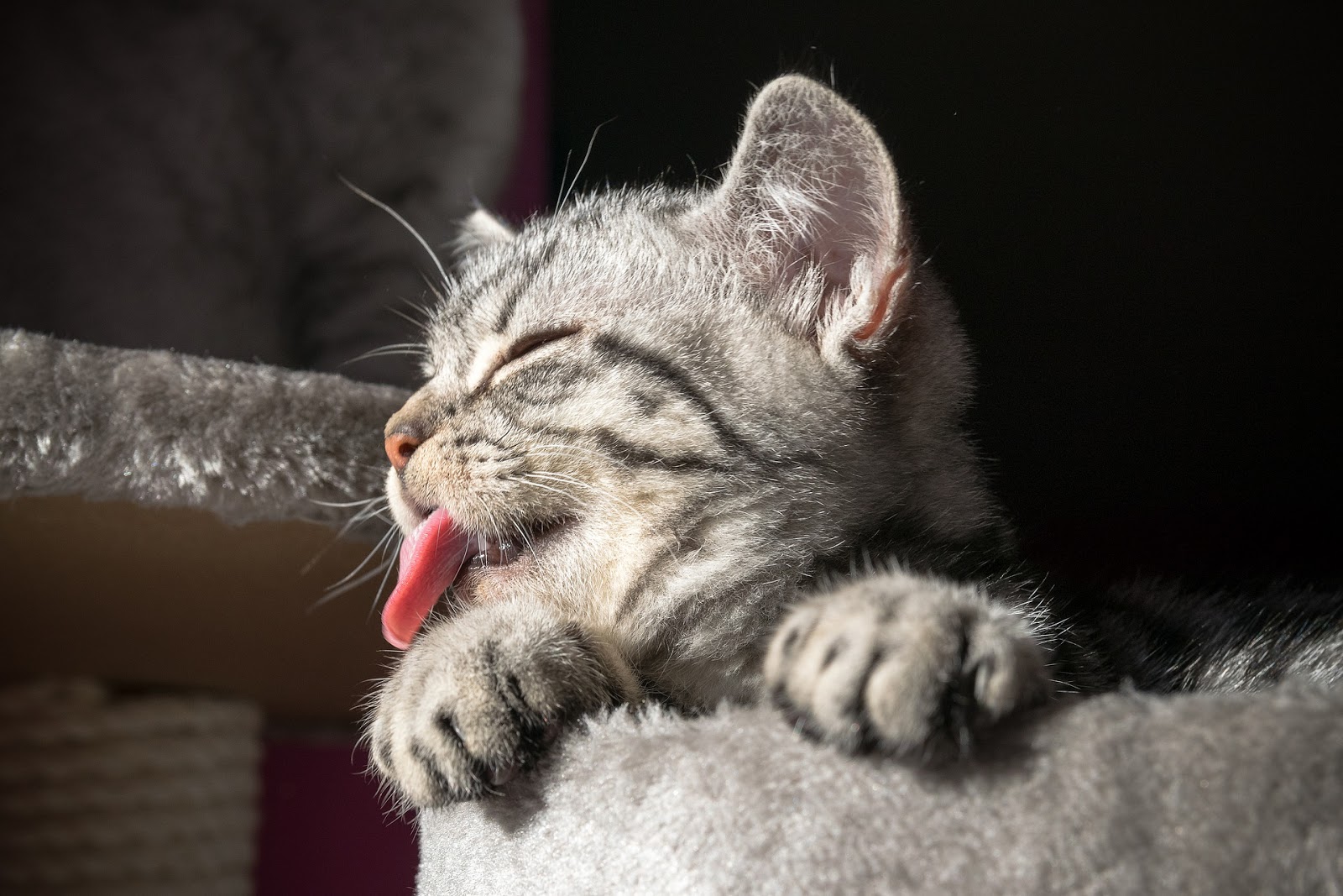 獣医師監修 猫が化粧水を舐めたんだけど大丈夫 安全なの