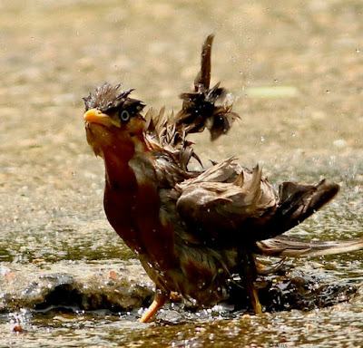 "Brahminy Starling,one drenched bird after a mighty splash."