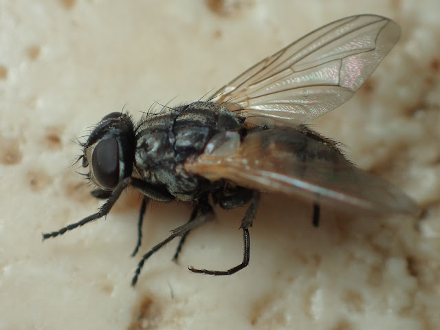 Musca domestica