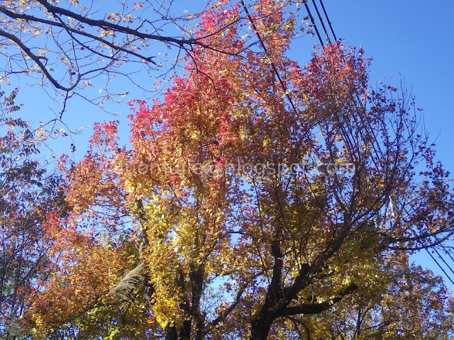 Alishan maple autumn foliage