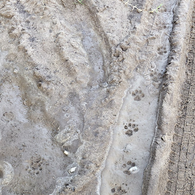 角田浜という砂地の畑では、猫の足跡が残っていた