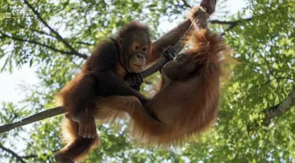 Orang-utan