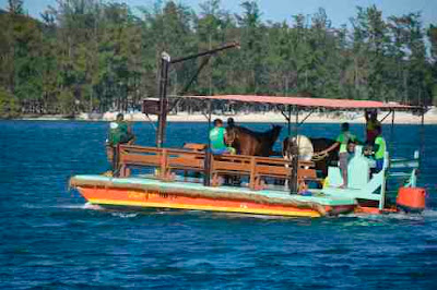 Transportation of horses on water French Cay Roatan