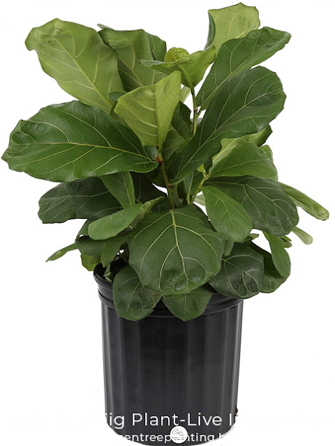 Fiddle Leaf Plant-Live Indoor Plant