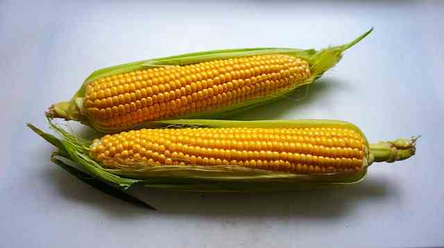 Corn-Ear
