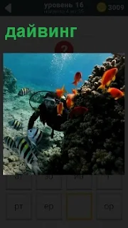 Аквалангист под водой занимается дайвингом, вокруг него плавают рыбы оранжевого цвета 