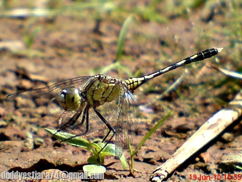 capung Diplacodes trivialis_Chalky Percher_betina