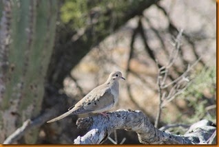 IMG_1529