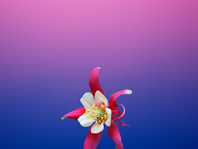 √画像をダウンロード 花 ��� 壁紙 iphone 859429-紫 花 壁��� iphone