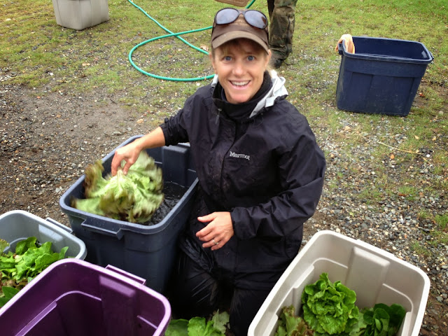 Washing lettuce for use in Denali Park hotels and restaurants.