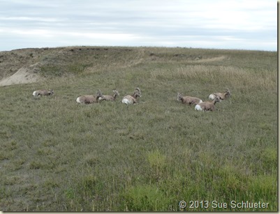 2013 Sep 13_Badlands NP and Wall Drug_1099