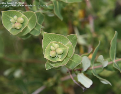 http://www.biodiversidadvirtual.org/herbarium/Lonicera-implexa-Aiton-img244684.html