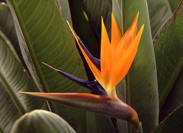 Bird Of Paradise Plant Size