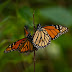 Enero, mes del Aniversario del Descubrimiento de la Mariposa Monarca en el Estado de México