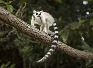 Lemurs