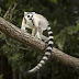 Lemurs