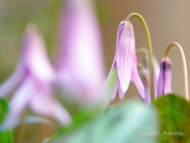 Erythronium japonicum